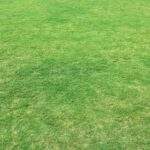 grass, grass field, grass land-1866870.jpg
